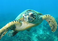 Shot this year in Salang Bay, Tioman Island, Malaysia, we... by Grahame Massicks 